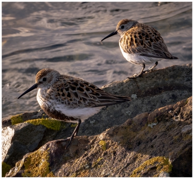 A Pair of Dunlins